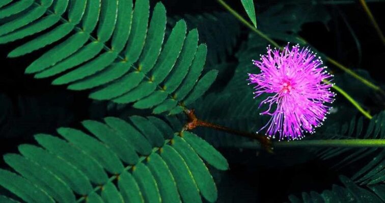 Pudica mimosa seeds help remove parasites from the body