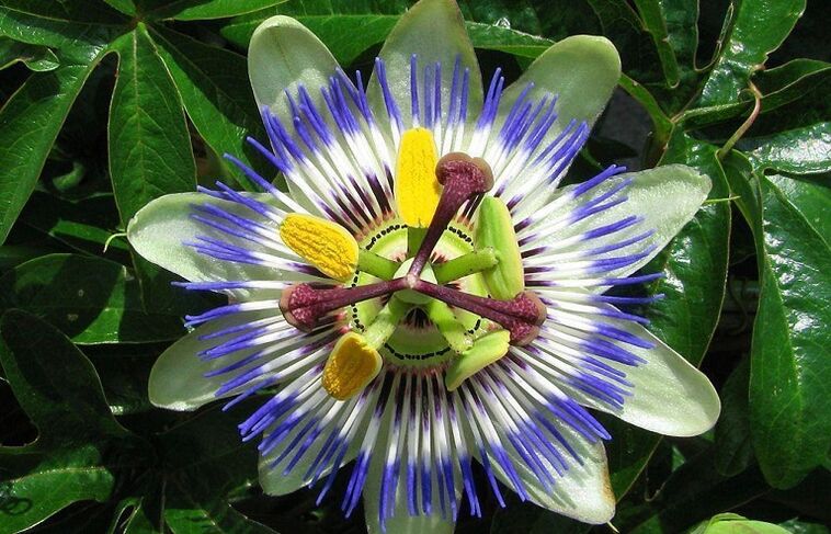 the passionflower flower helps fight parasites